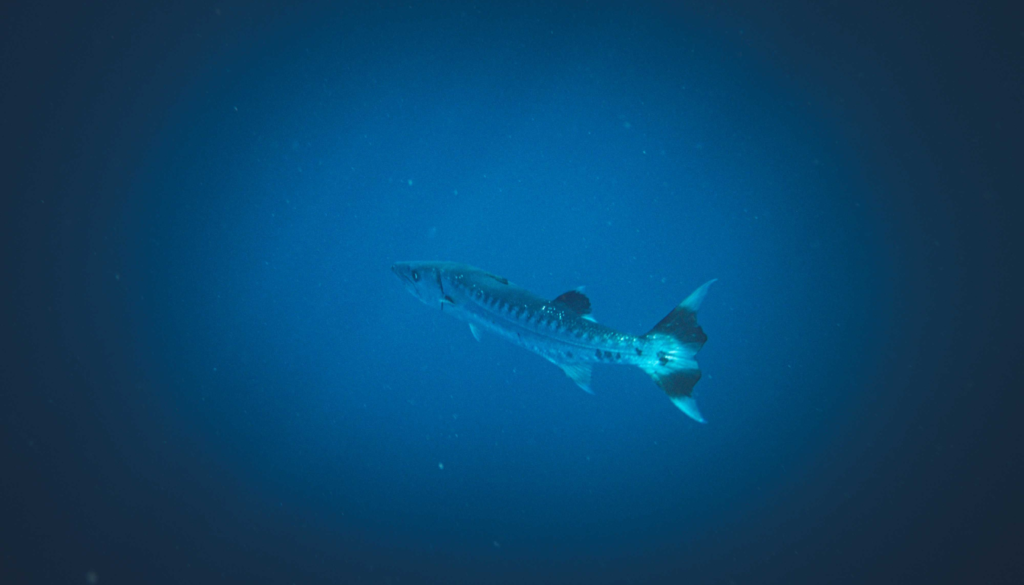 Best Underwater Drones for Fishing