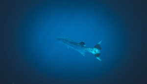 Best Underwater Drones for Fishing